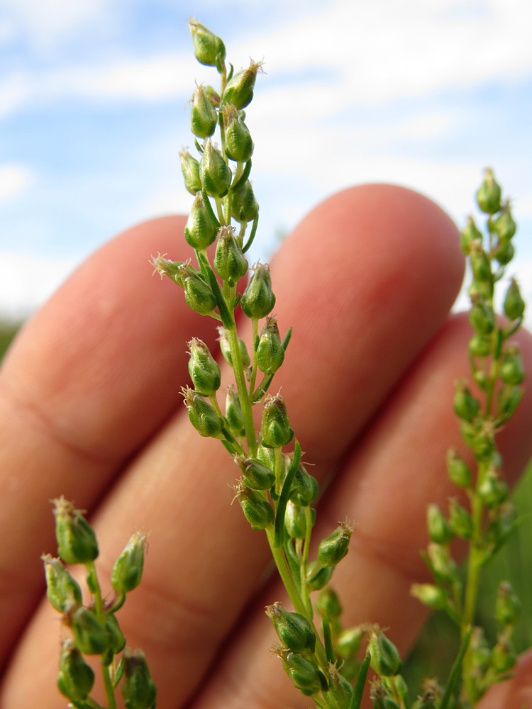 Изображение особи Artemisia commutata.