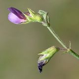 Vicia cappadocica