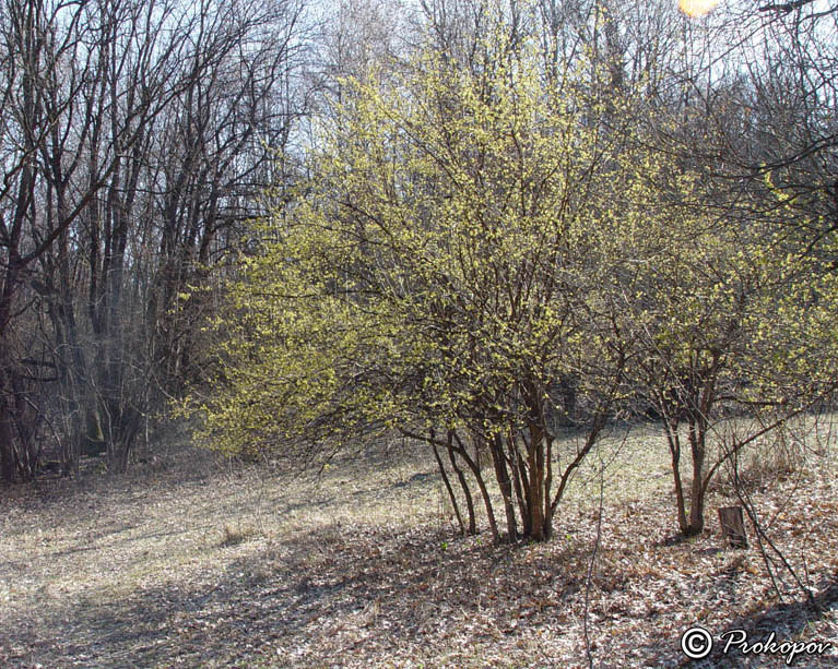 Image of Cornus mas specimen.