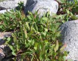 Atriplex nudicaulis. Цветущее растение на супралиторали. Кольский п-ов, Восточный Мурман, губа Ярнышная. 21.07.2009.
