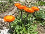 Erigeron aurantiacus