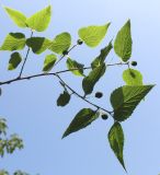 Celtis biondii. Верхняя часть ветки с невызревшими плодами. Германия, г. Дюссельдорф, Ботанический сад университета. 03.06.2014.