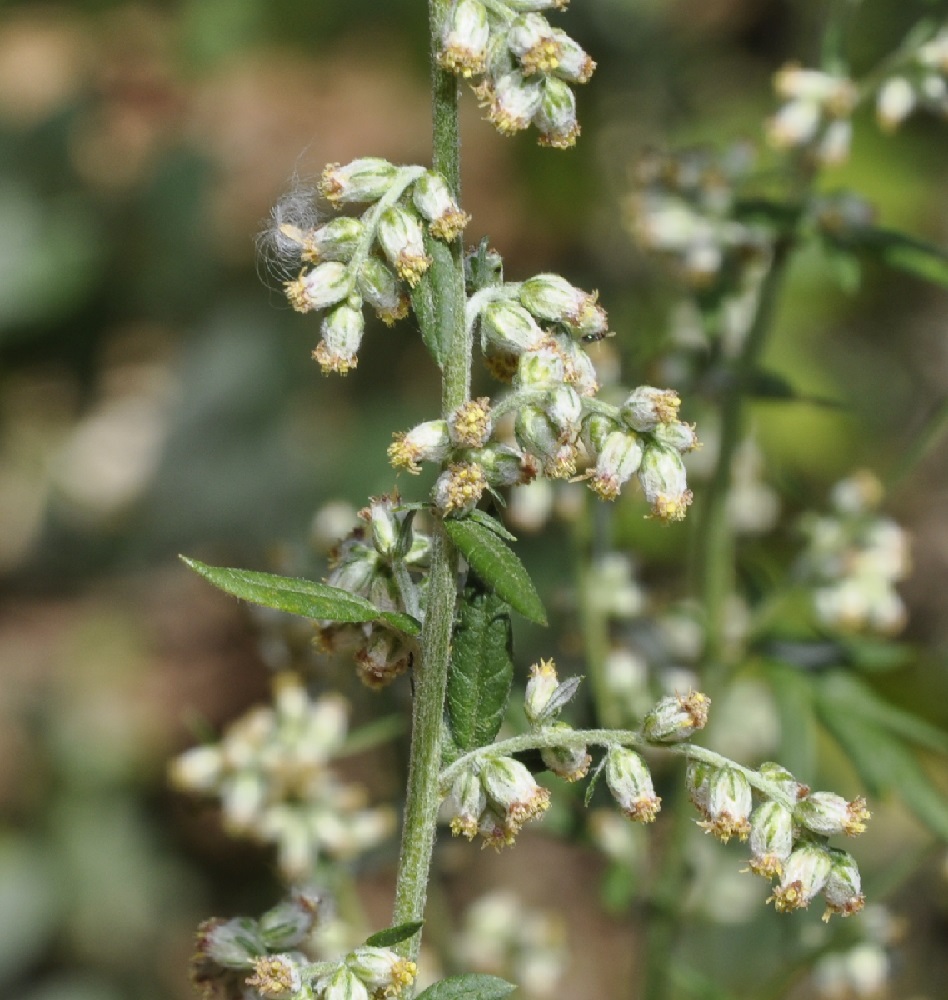 Image of Artemisia vulgaris specimen.