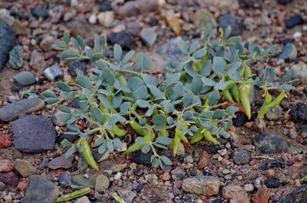 Image of Zygophyllum rosowii specimen.