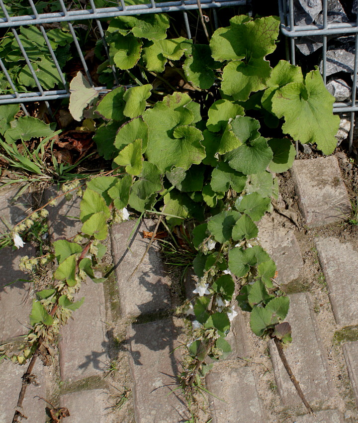 Image of Campanula alliariifolia specimen.