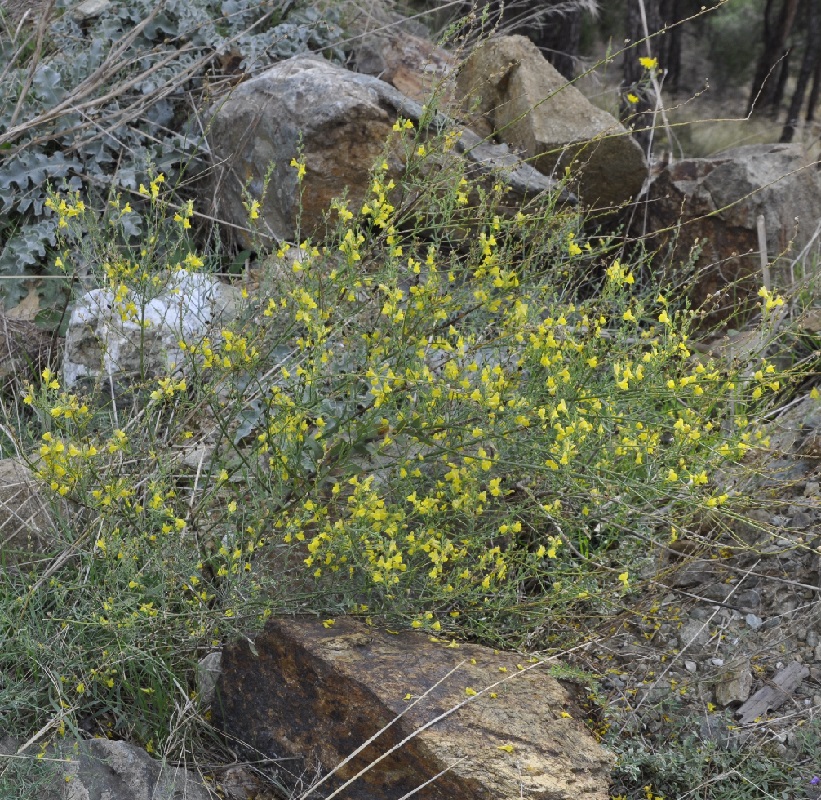 Изображение особи Linaria genistifolia.