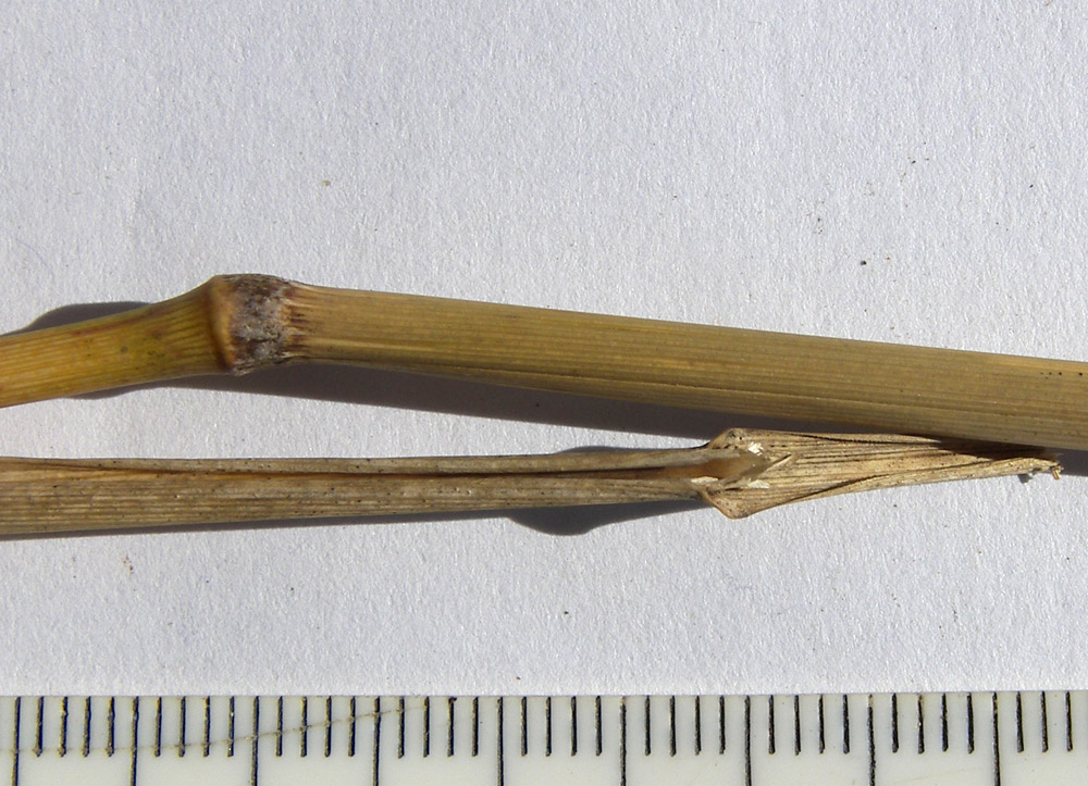 Image of Calamagrostis epigeios specimen.