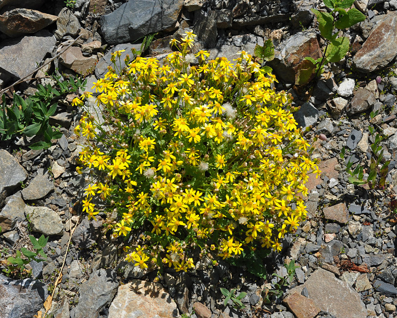 Изображение особи Senecio vernalis.