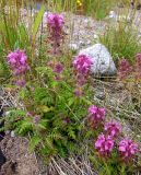 Pedicularis verticillata. Цветущее растение на антропогенной песчаной насыпи. Кольский п-ов, Восточный Мурман, пос. Дальние Зеленцы. 06.08.2009.