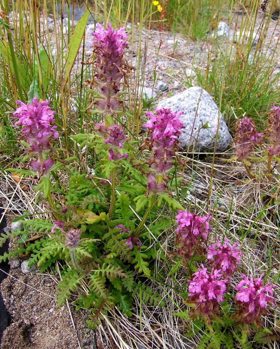 Image of Pedicularis verticillata specimen.