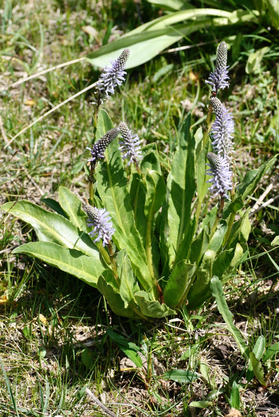 Image of Lagotis ikonnikovii specimen.