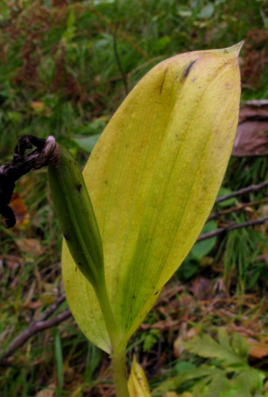 Image of Cypripedium calceolus specimen.