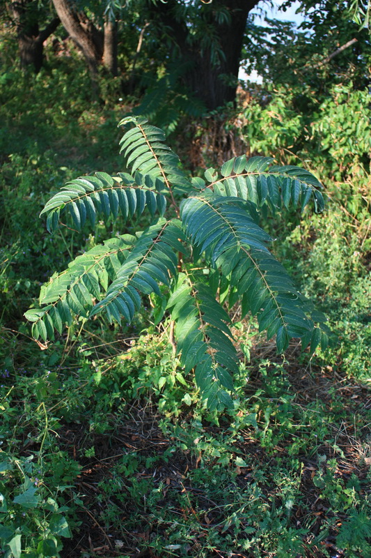 Изображение особи Ailanthus altissima.