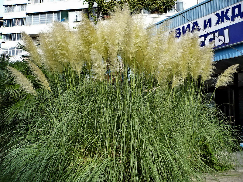 Image of Cortaderia selloana specimen.