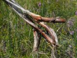 Смотреть изображение Allium montanostepposum