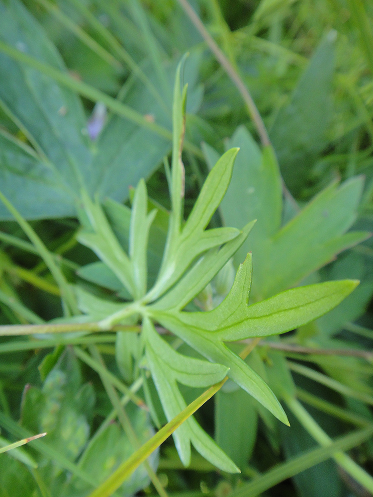 Image of Aconitum baicalense specimen.