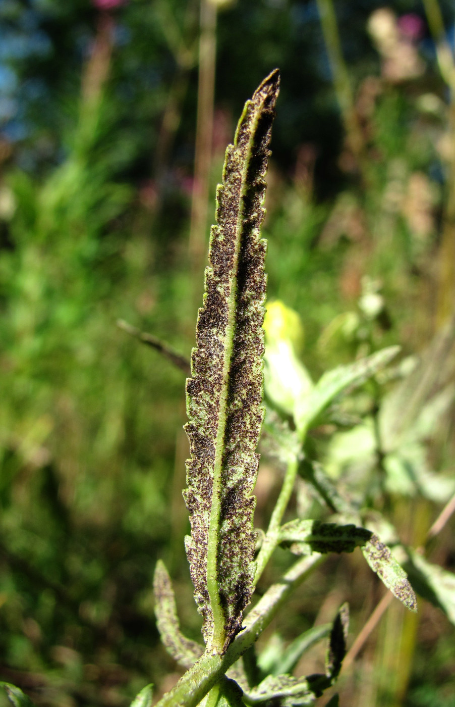 Изображение особи Rhinanthus serotinus.