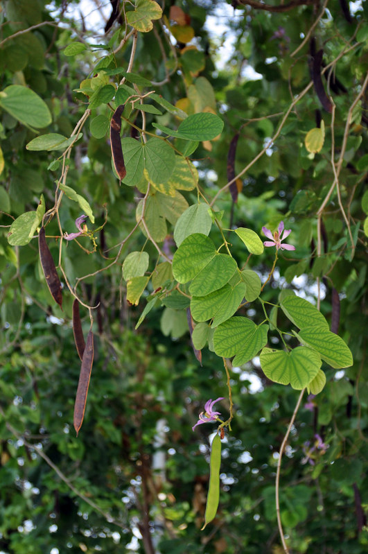 Изображение особи род Bauhinia.