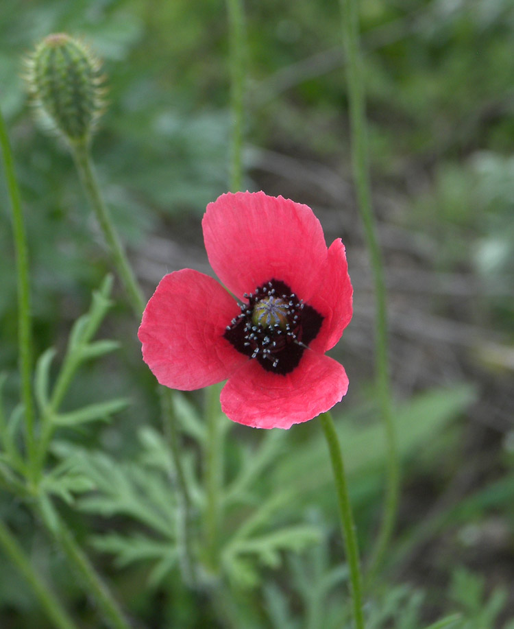 Image of Papaver hybridum specimen.