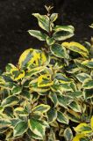 Elaeagnus × submacrophylla. Верхушки побегов (пестролистный культивар 'Gilt Edge'). США, Калифорния, Сан-Франциско, в городском озеленении. 16.02.2014.