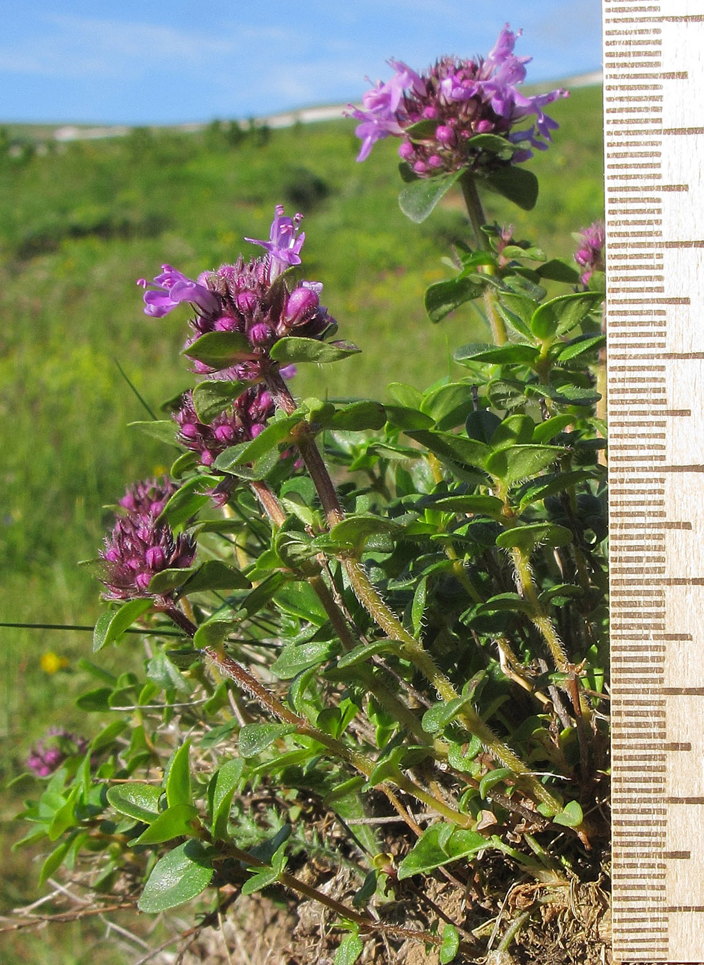 Изображение особи Thymus collinus.