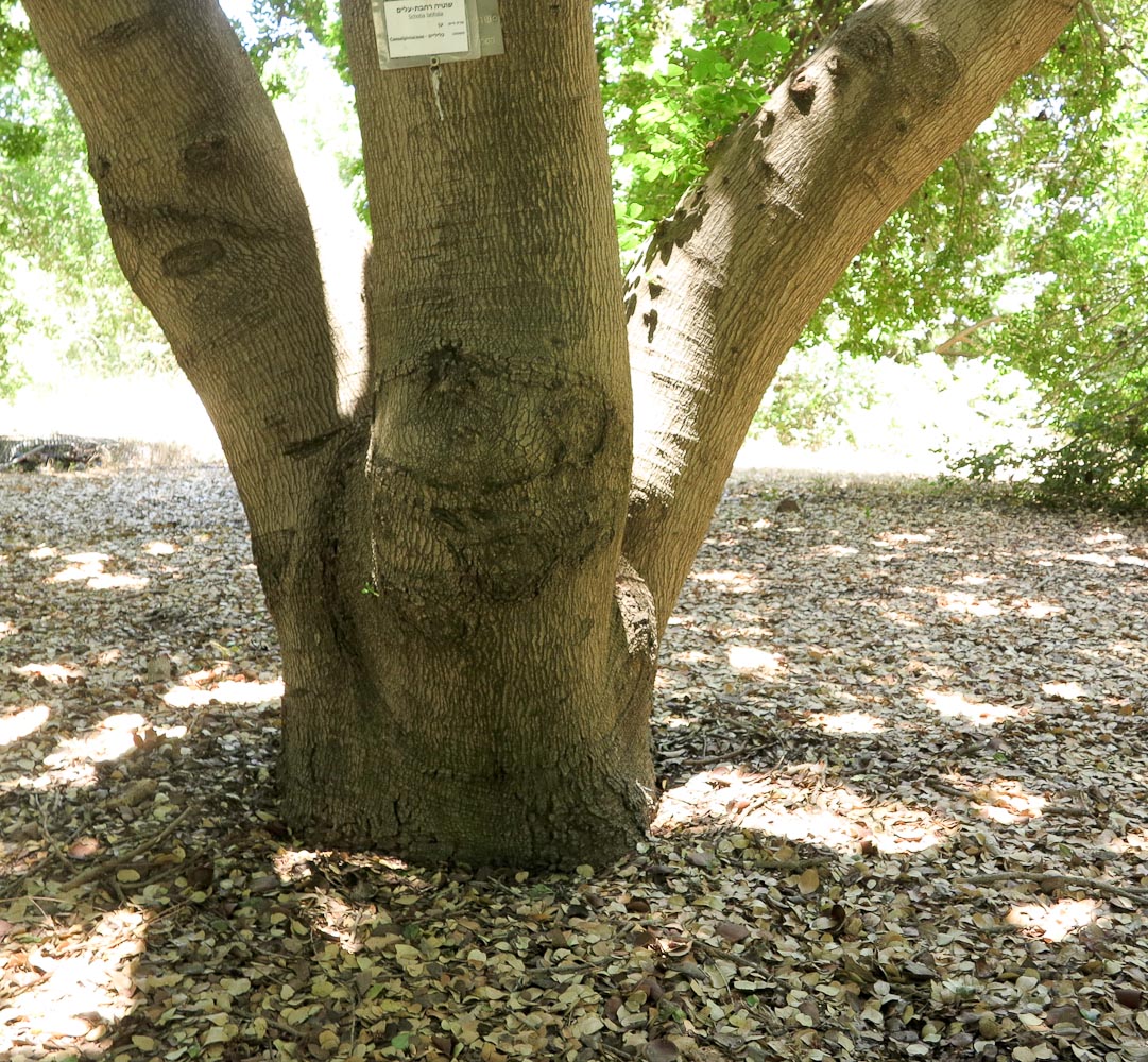 Image of Schotia latifolia specimen.