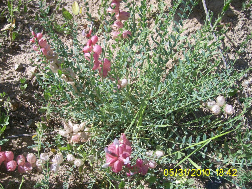 Image of Astragalus mesites specimen.