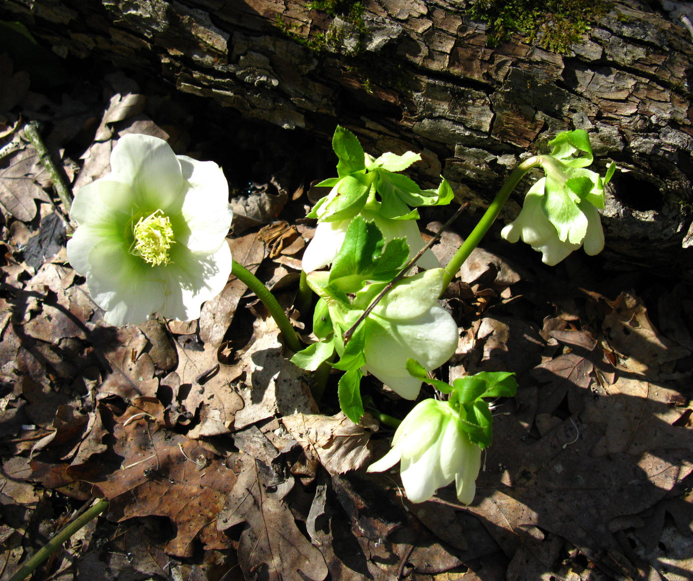 Изображение особи Helleborus caucasicus.