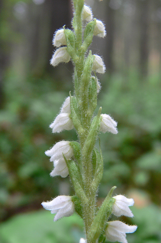 Изображение особи Goodyera repens.