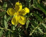 Potentilla anserina. Цветок. Костромская обл., Судиславский р-н, окр. дер. Антипино, колея полевой дороги. 26.09.2015.