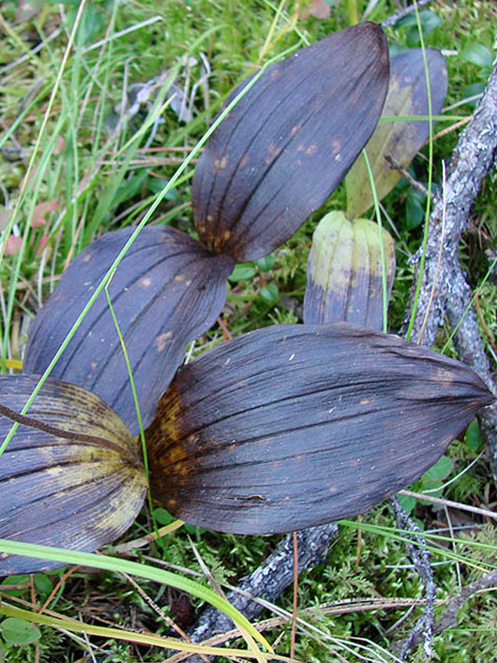 Изображение особи Cypripedium guttatum.