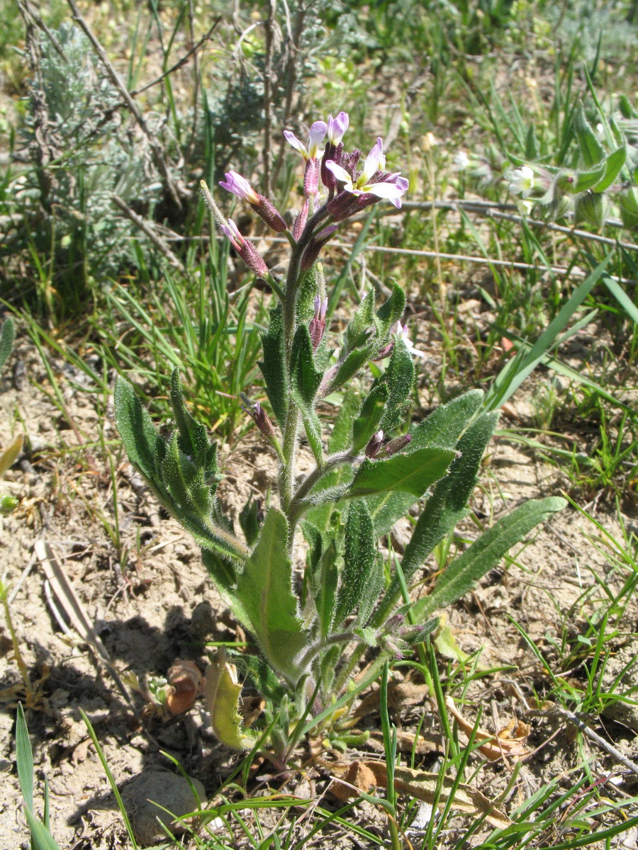 Изображение особи Strigosella africana.