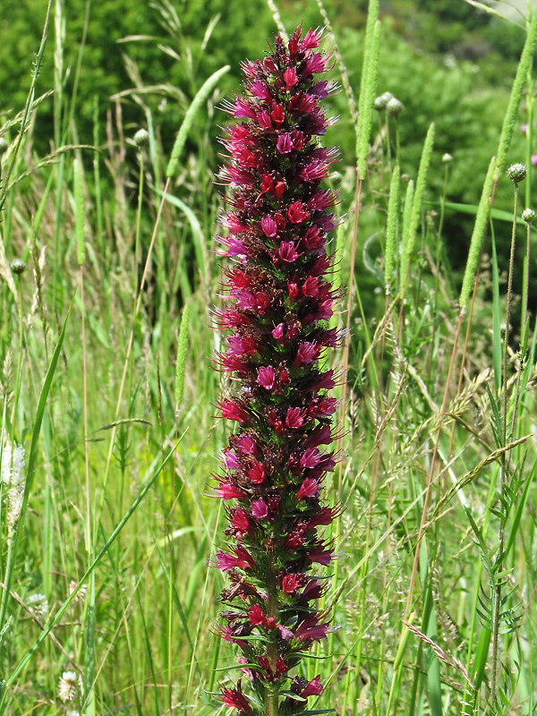 Image of Echium russicum specimen.