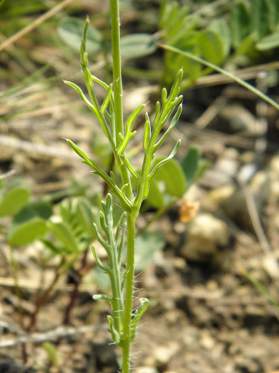 Image of Papaver laevigatum specimen.