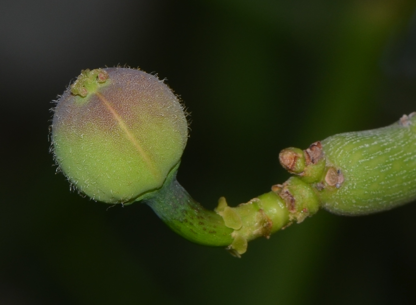 Изображение особи Euphorbia tirucalli.