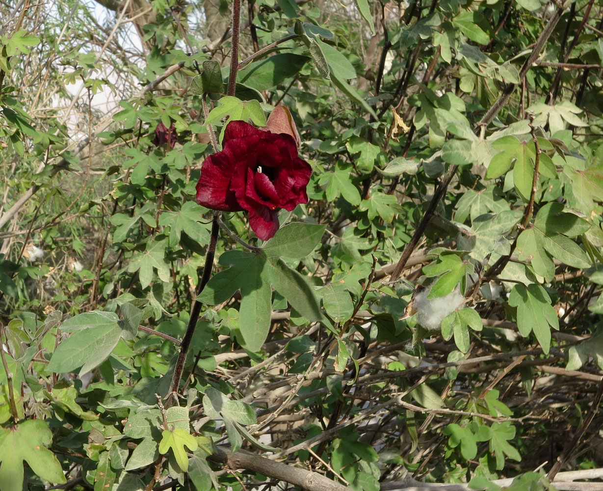 Image of genus Gossypium specimen.