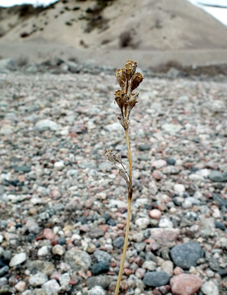 Image of Viscaria alpina specimen.