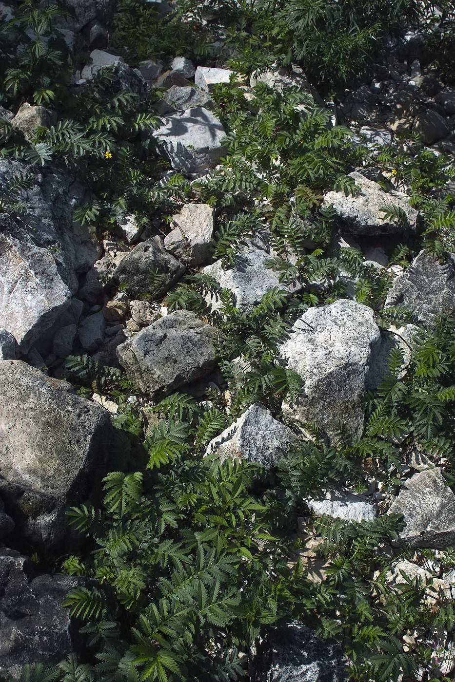 Image of Potentilla anserina specimen.