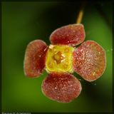 Euonymus verrucosus