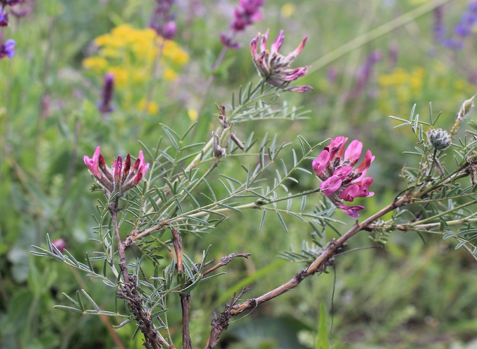 Изображение особи Astragalus cornutus.