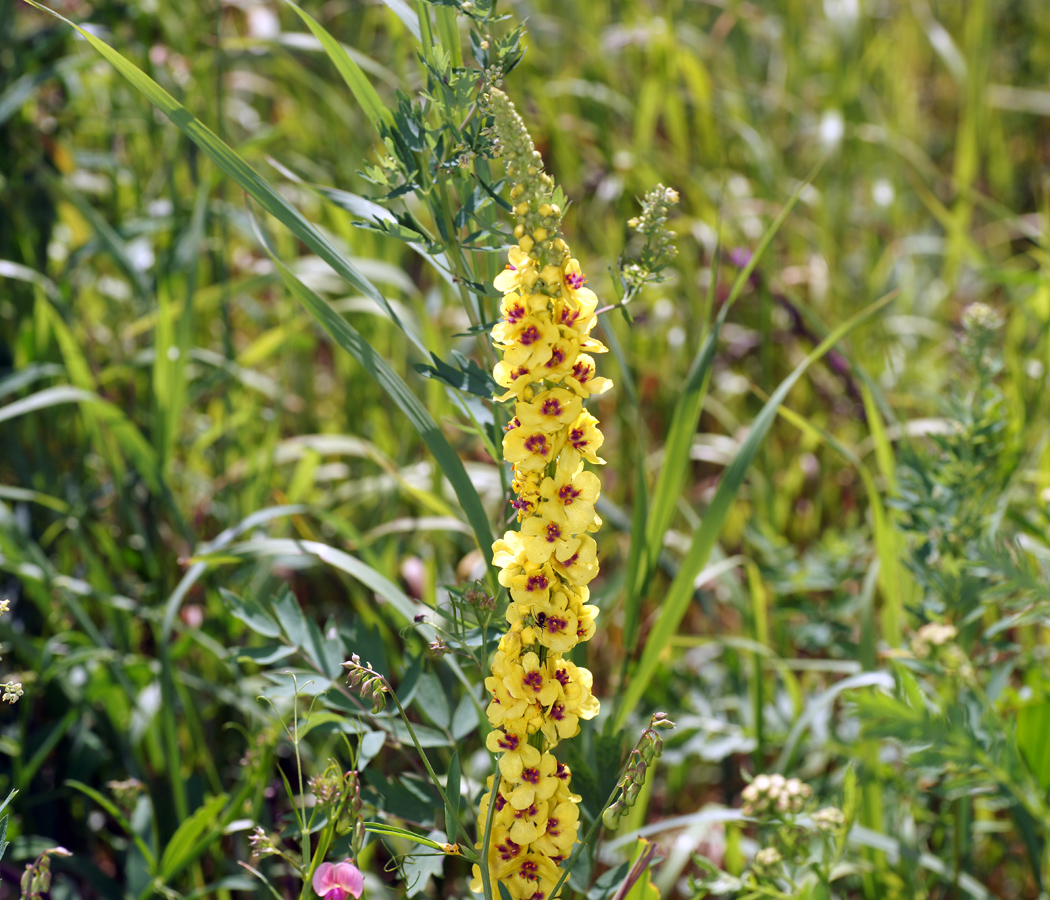 Image of Verbascum nigrum specimen.