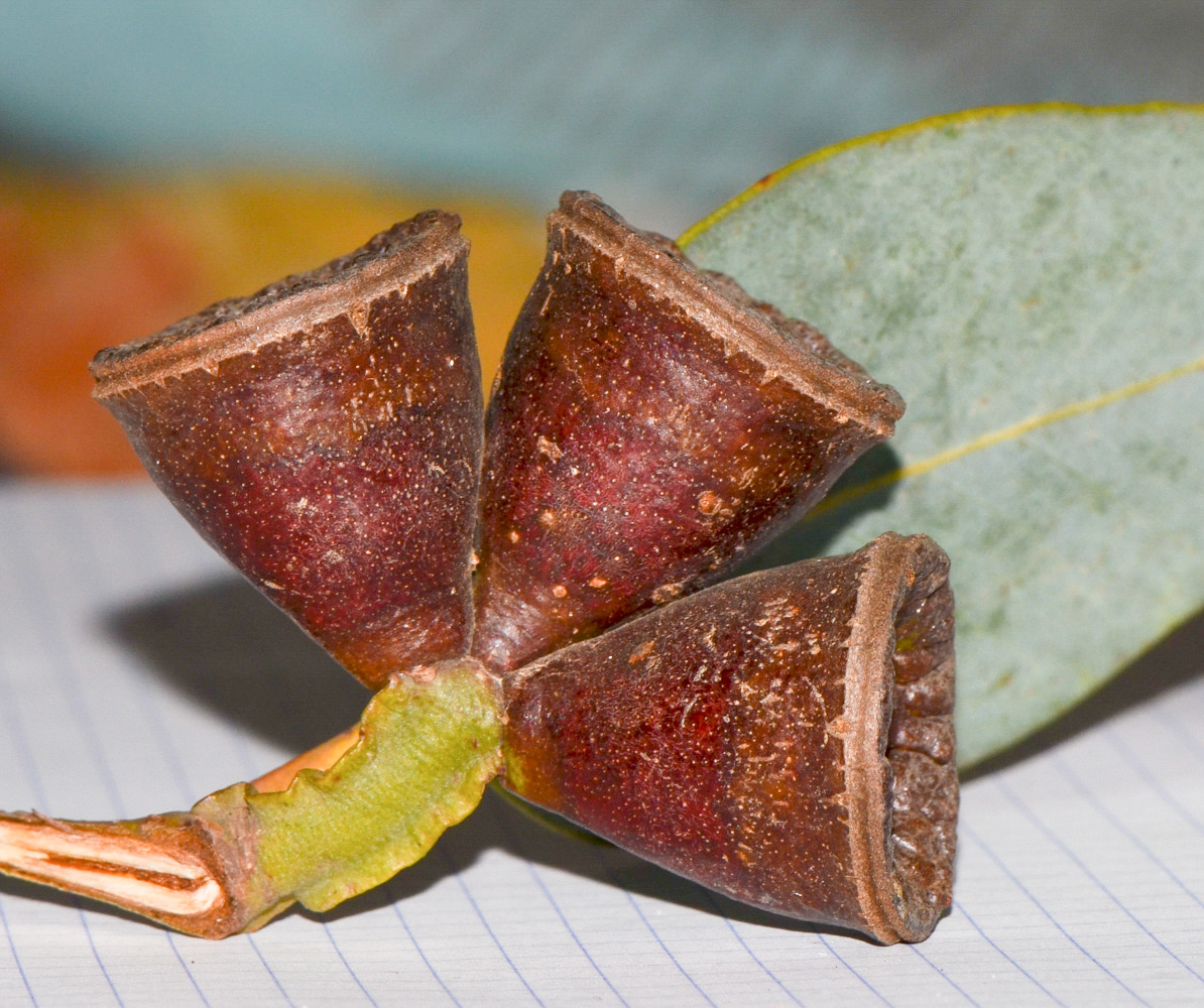 Image of Eucalyptus woodwardii specimen.