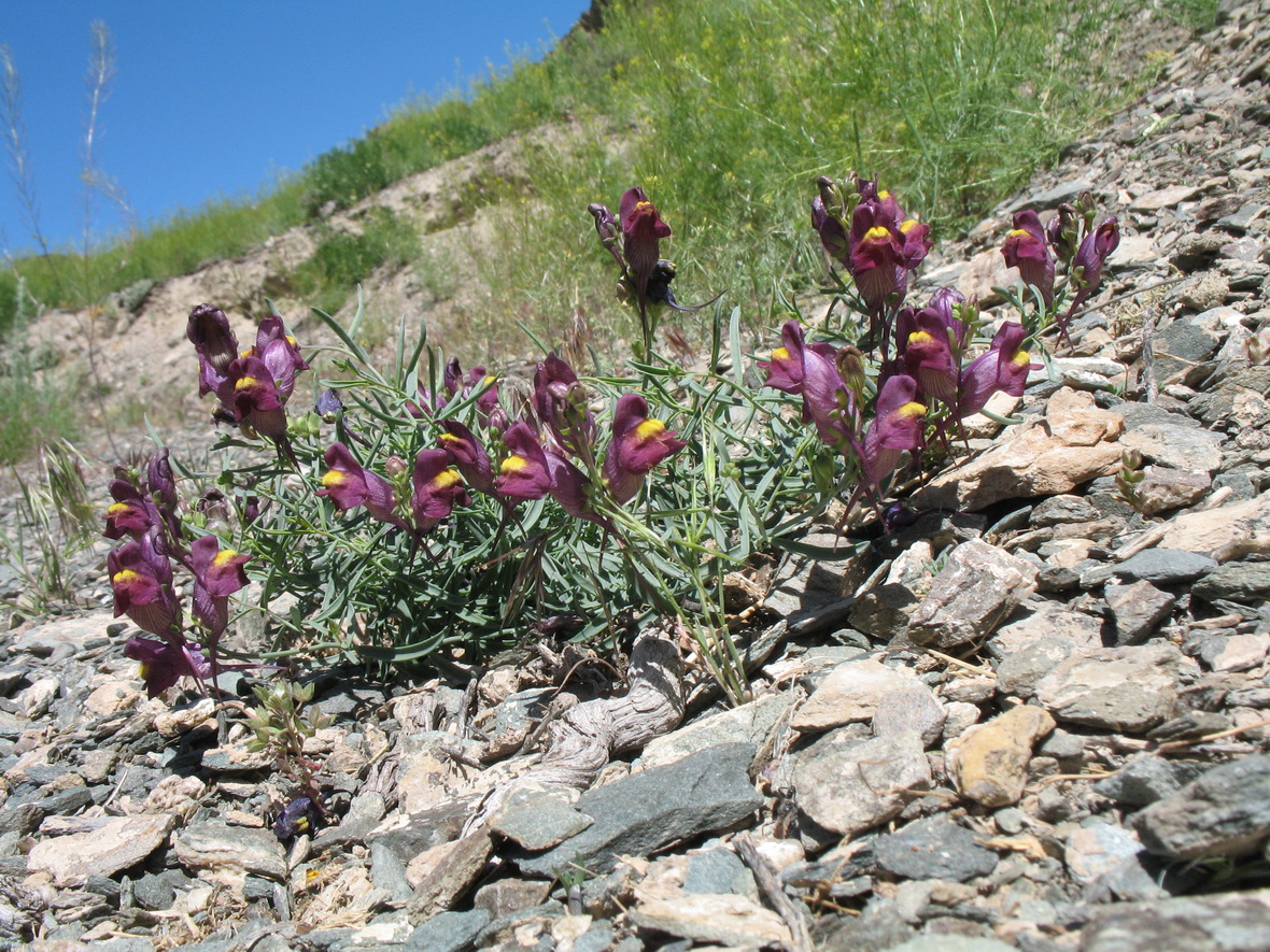 Изображение особи Linaria ramosa.