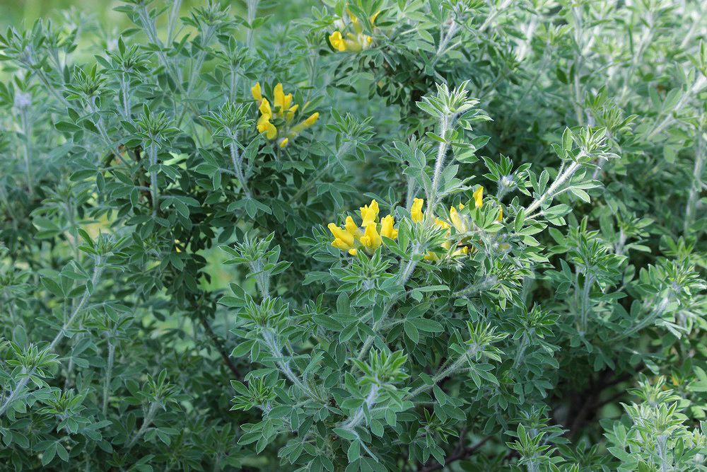 Image of genus Chamaecytisus specimen.