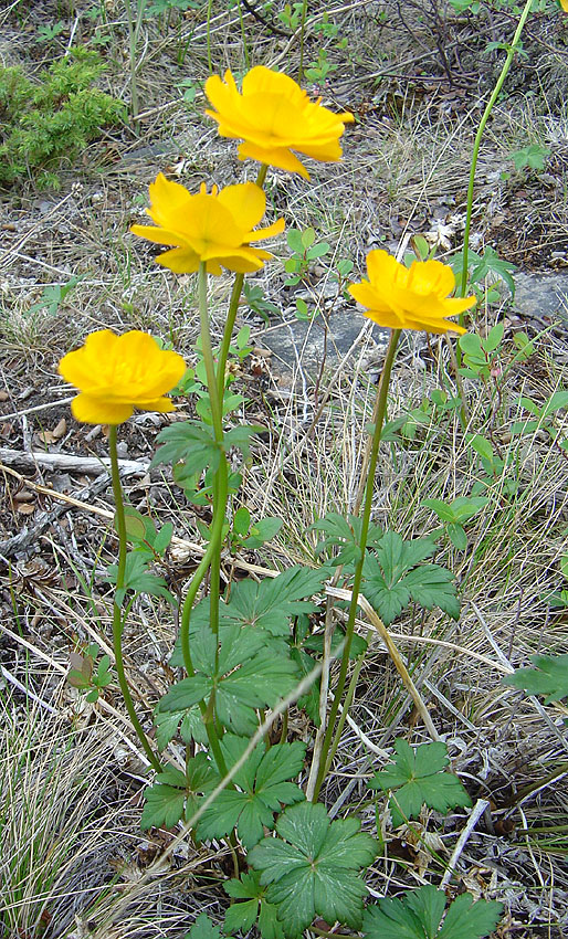 Image of Trollius kytmanovii specimen.