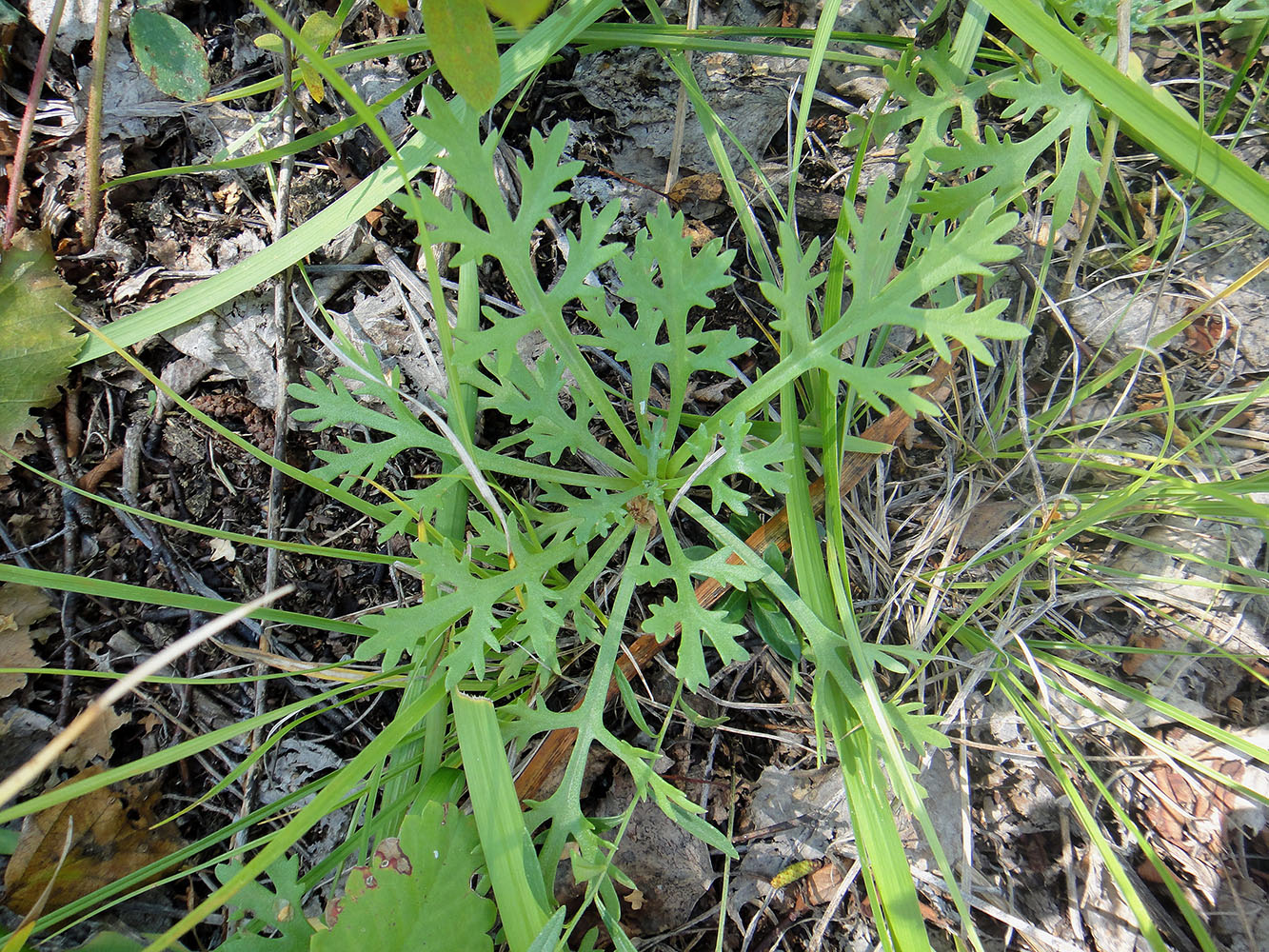 Image of Chrysanthemum zawadskii specimen.