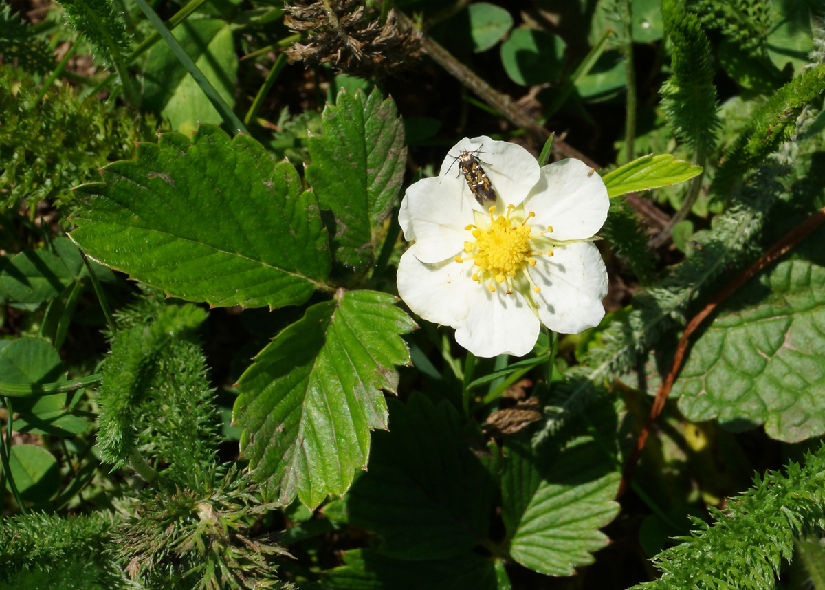 Image of Fragaria viridis specimen.