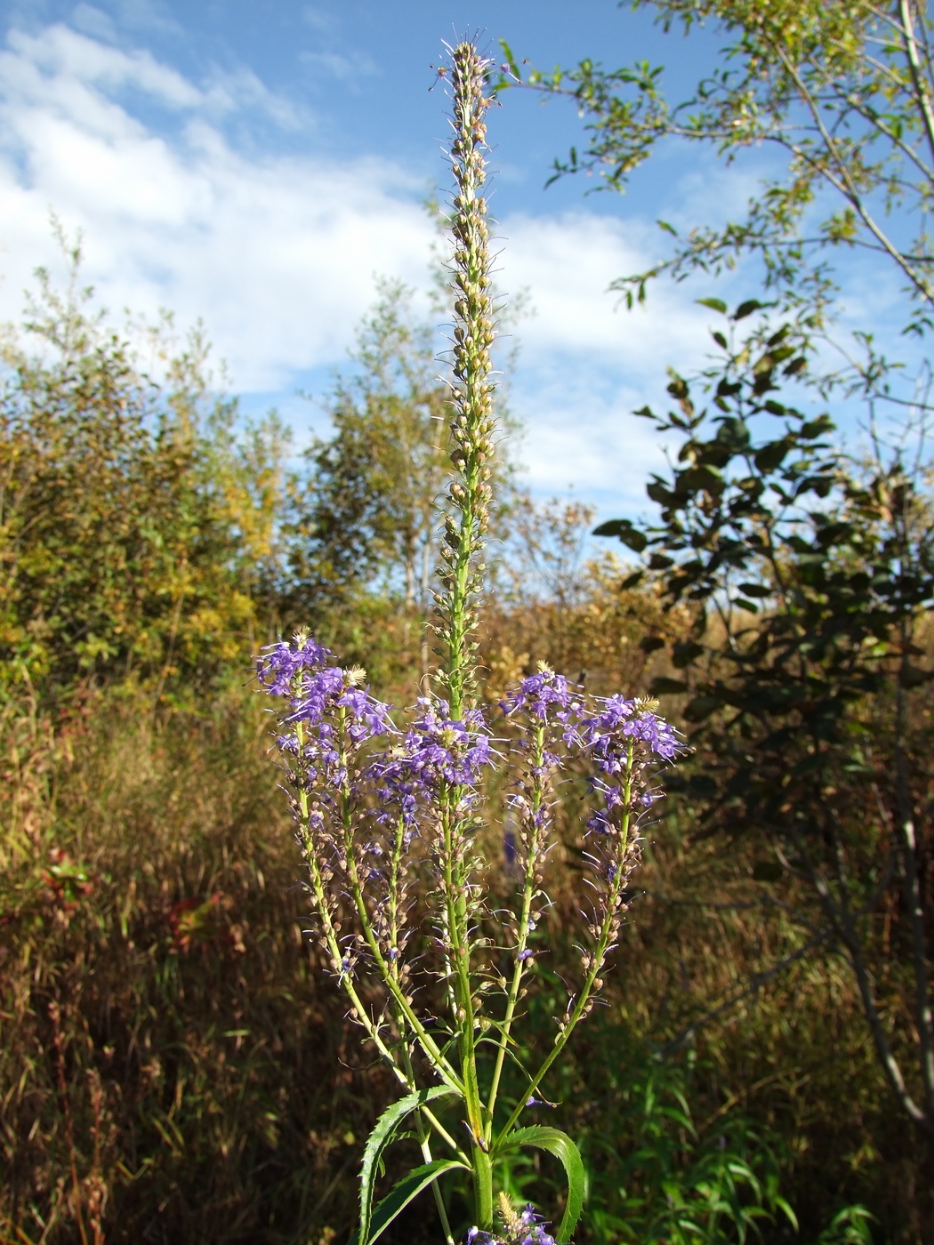 Image of Veronica longifolia specimen.