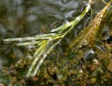 Potamogeton crispus. Верхушка побега. Украина, г. Запорожье, мелководье р. Днепр. 25.04.2015.