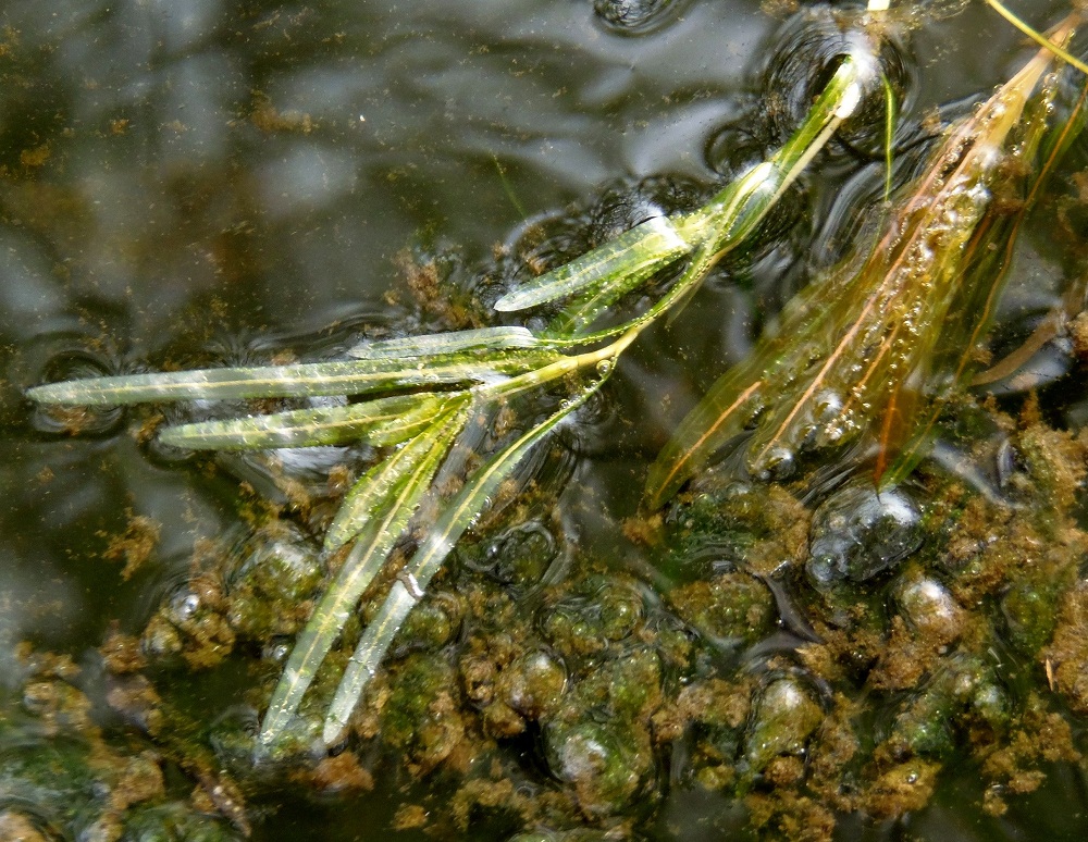 Image of genus Potamogeton specimen.